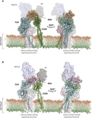 Bivalent binding of staphylococcal superantigens to the TCR and CD28 triggers inflammatory signals independently of antigen presenting cells